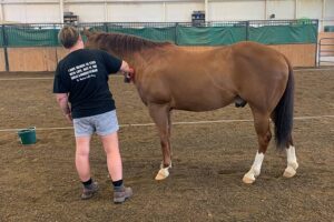 Equestrian Therapy Session photo of horse grooming